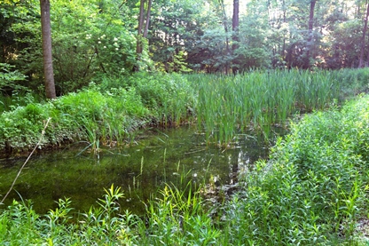HESS in mokriščni habitati